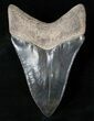 Wonderfully Serrated Lower Megalodon Tooth #15717-2